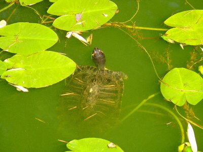 Water turtle turtle water