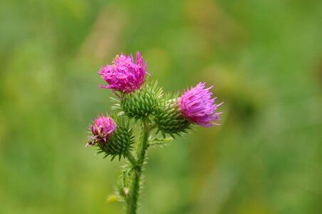 Composites carduus asteraceae photo