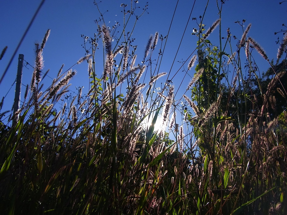 Agriculture sun nature
