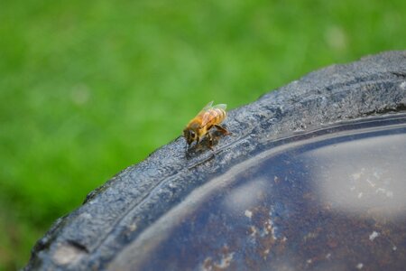 Buckfast golden bee water