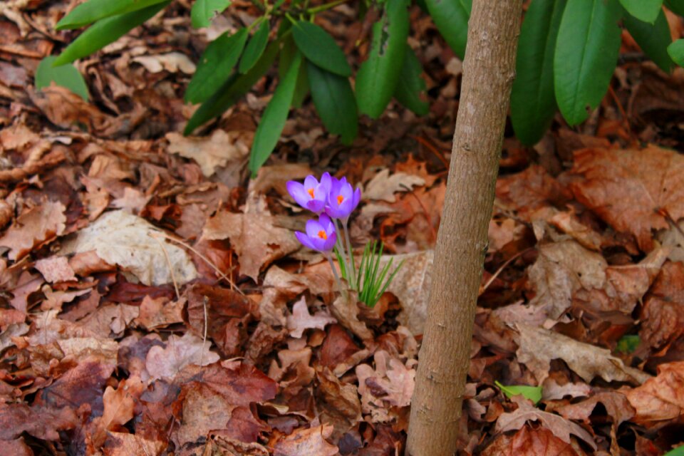 Flower blossom bloom