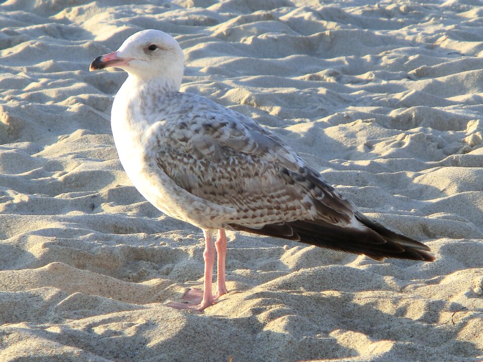 Seagull close up birds