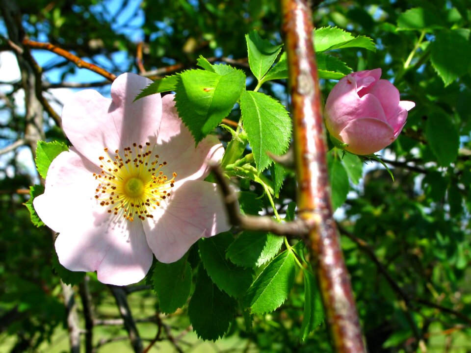 Flower flowers blossom