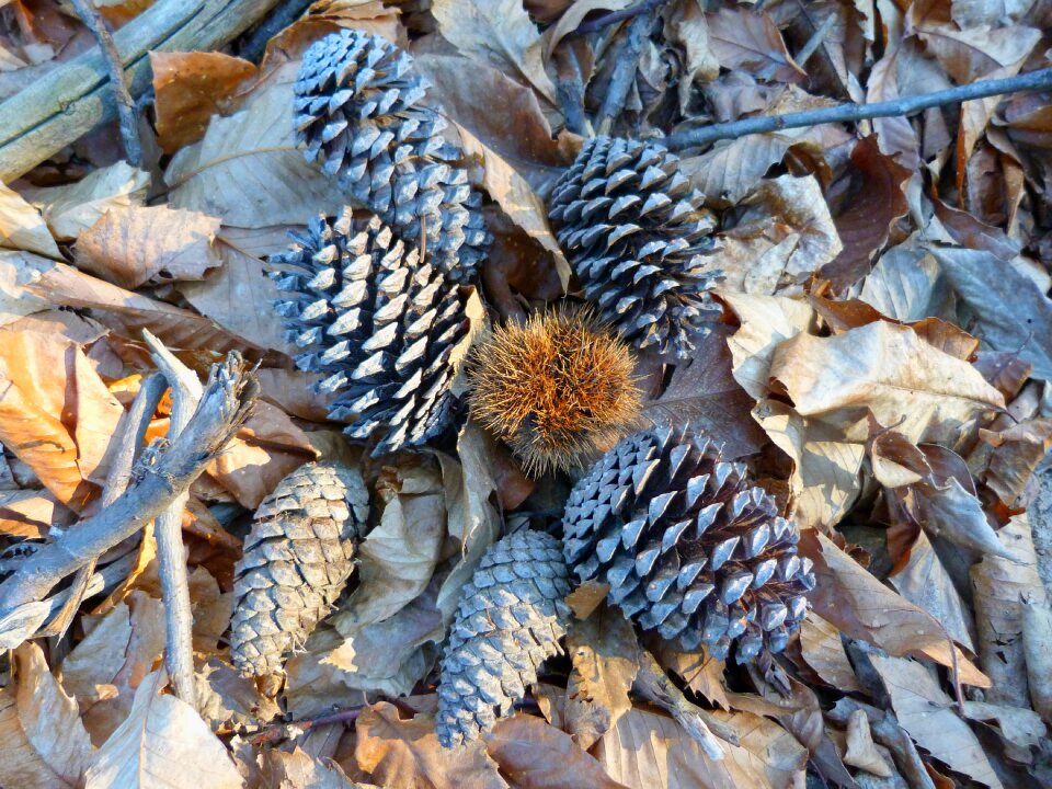 Fall leaves chestnut