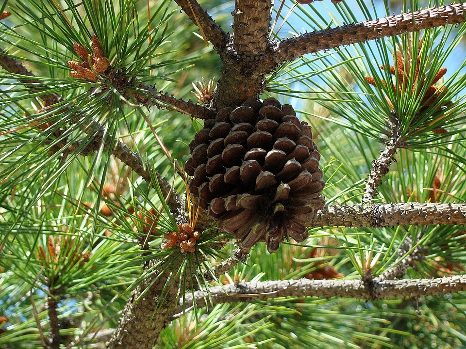 Branch flora coniferous