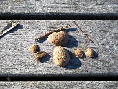 Nuts tree nuts bank photo