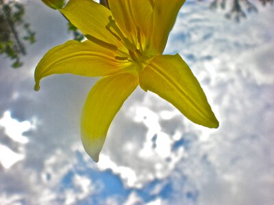 Flower cloud target
