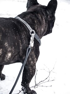 French bulldog pet winter