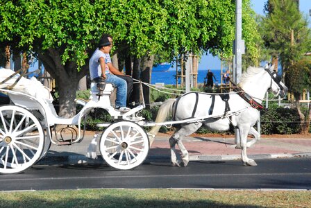 Drive locomotion horse drawn carriage photo