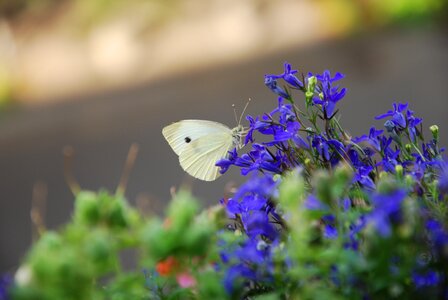 Butterfly insect flowers photo