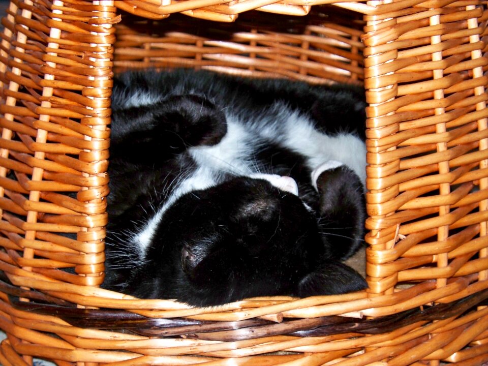 Wicker basket domestic short haired