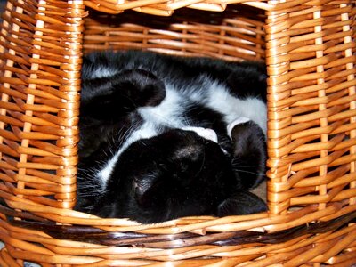 Wicker basket domestic short haired