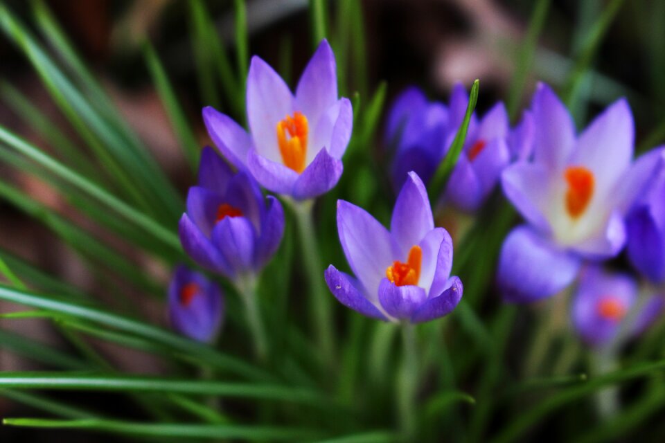 Bloom purple orange photo