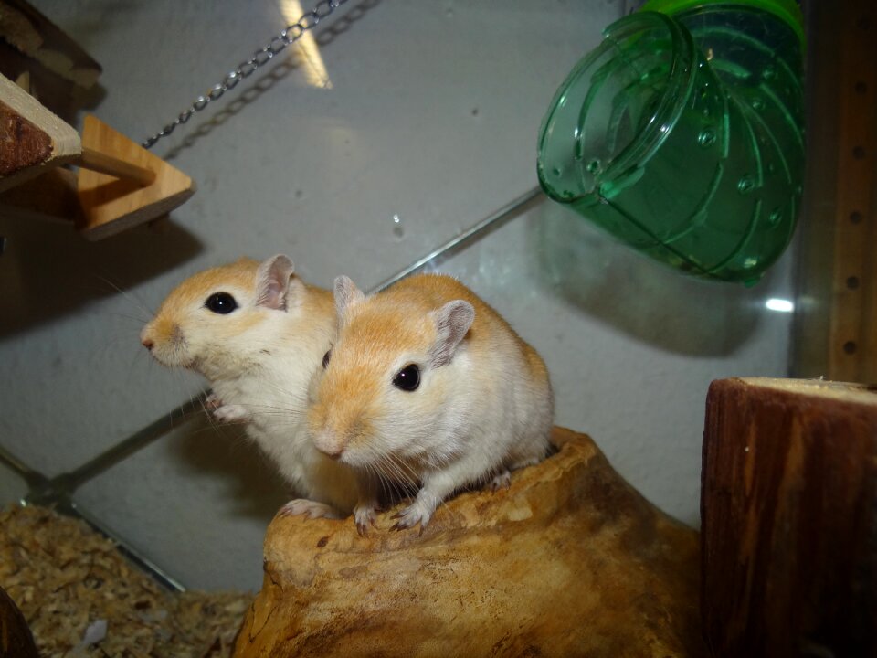 Small animals curious nager