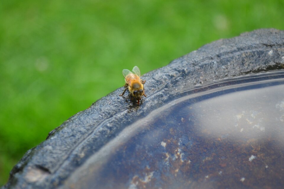 Buckfast golden bee water