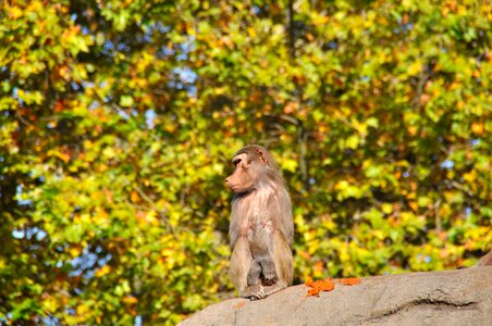 Cercopithecidae monkey zoo