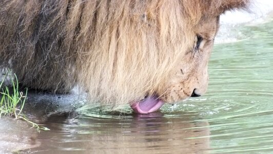 Lion drink zoo photo