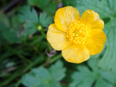 Buttercup flower yellow