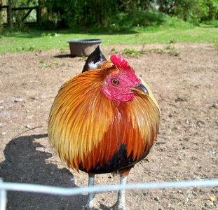 Bird domesticated farm
