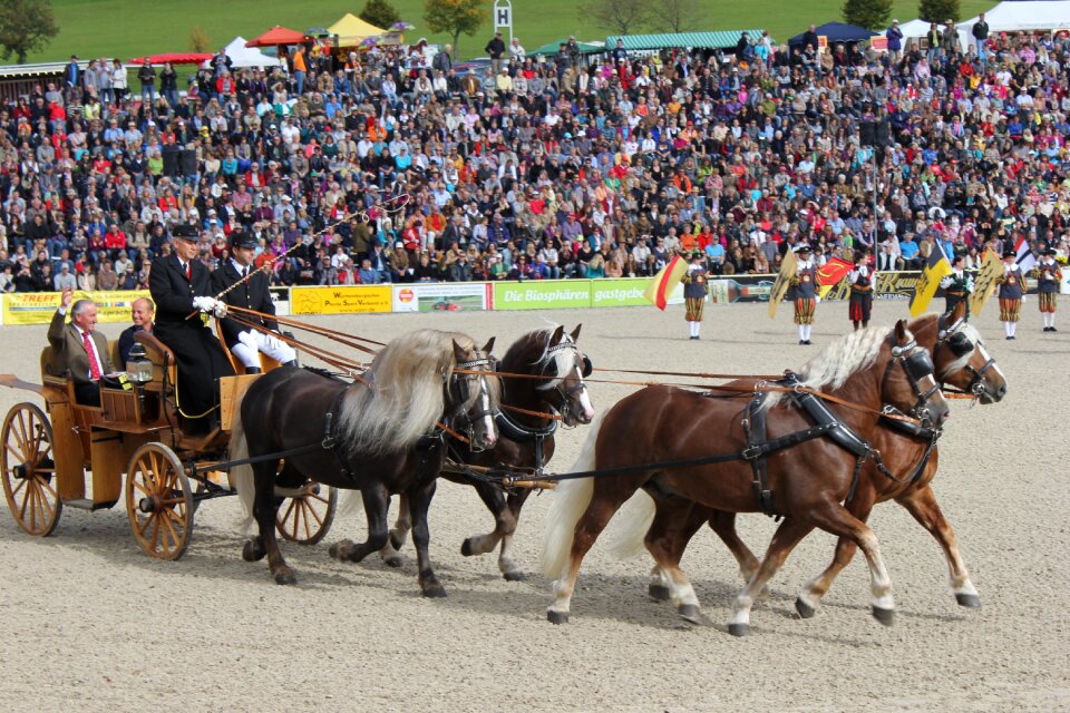 Arena schwarzwälder kaltblut team