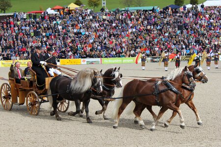 Arena schwarzwälder kaltblut team