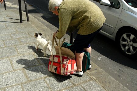 Concrete slabs sidewalk bag dog bags