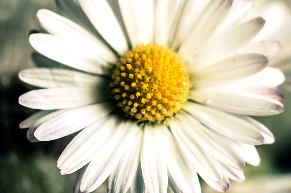Pollen macro the petals