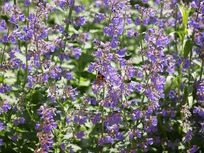 Purple blossom spring flowers nature