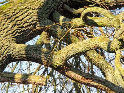 Devoured bark wood