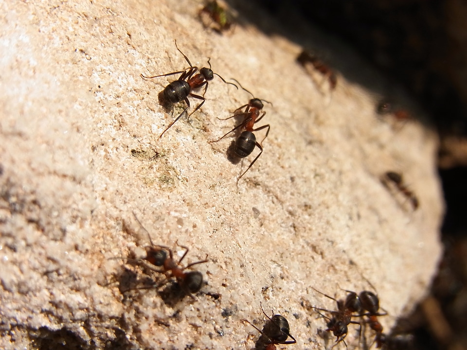 Red wood ant formica rufa forest