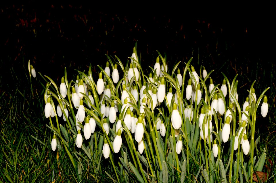 February plant nature