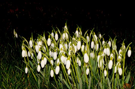 February plant nature