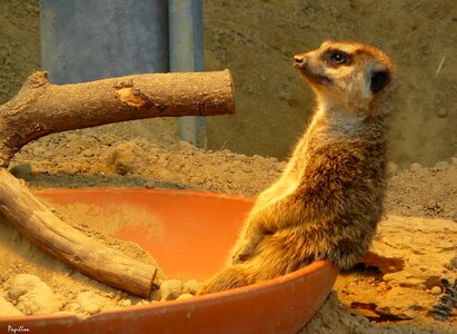 Animals nature animal world