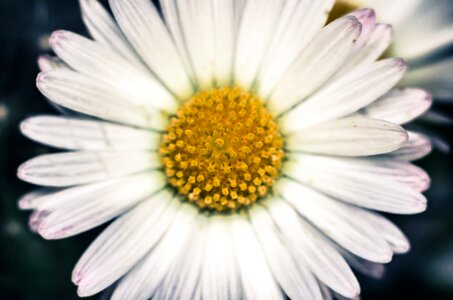 Pollen macro the petals