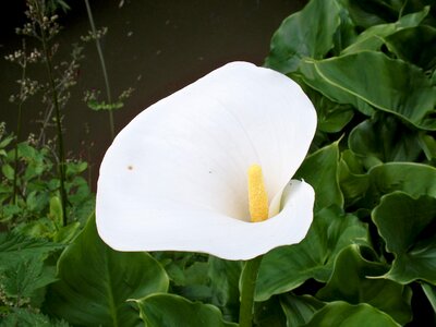 Flower arum green leaves
