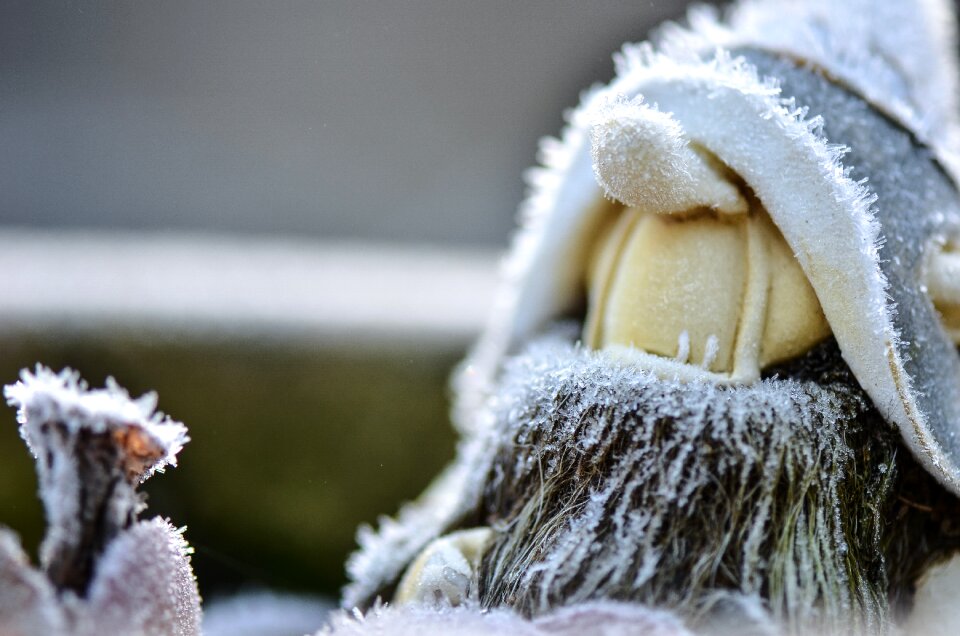Winter ice crystals cold