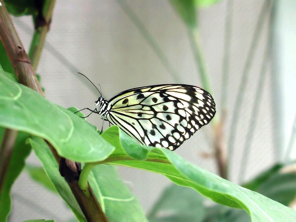 Pattern insect delicate