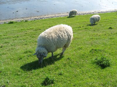 Pasture rush animal