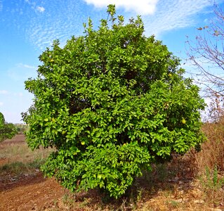 Tree hulikatti india