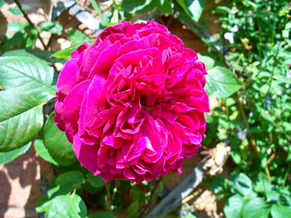 Flower large close-up