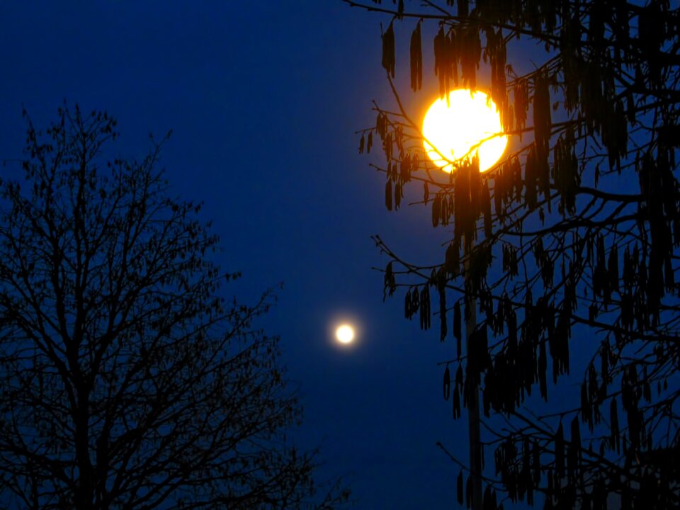 Street lamp hazelnut tree photo