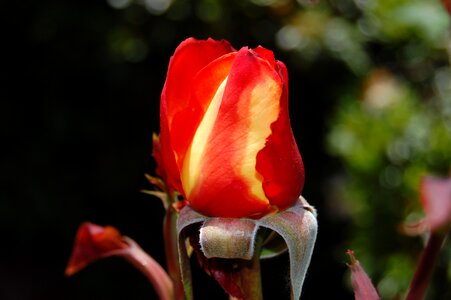 Flower flowers bloom