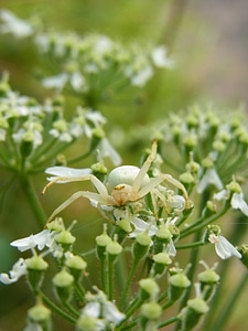 Arachne animal nature