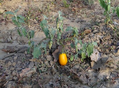 Vegetable hulikatti india
