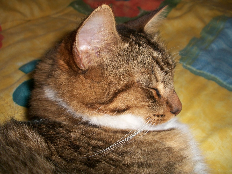 Animal kitten domestic