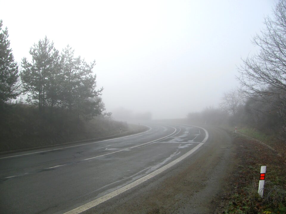 Foggy tree trees