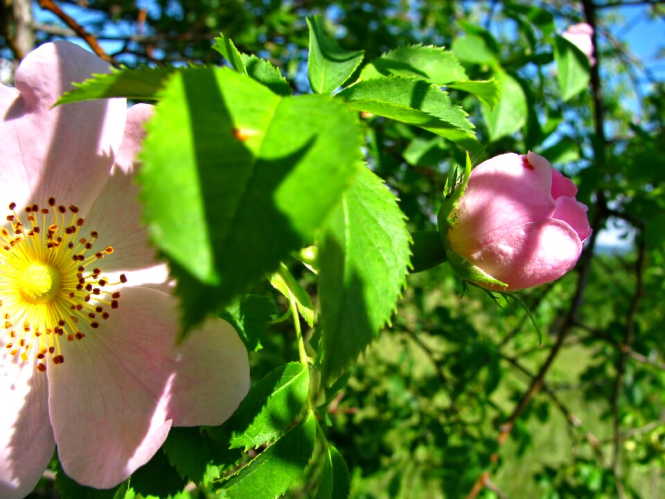 Flower flowers blossom