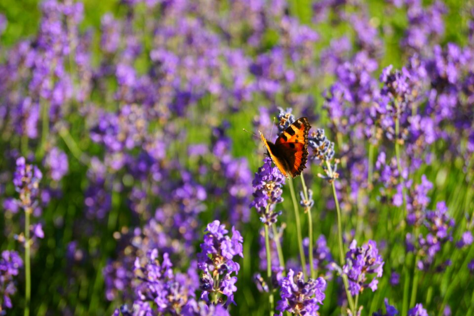 Herbs flower nature