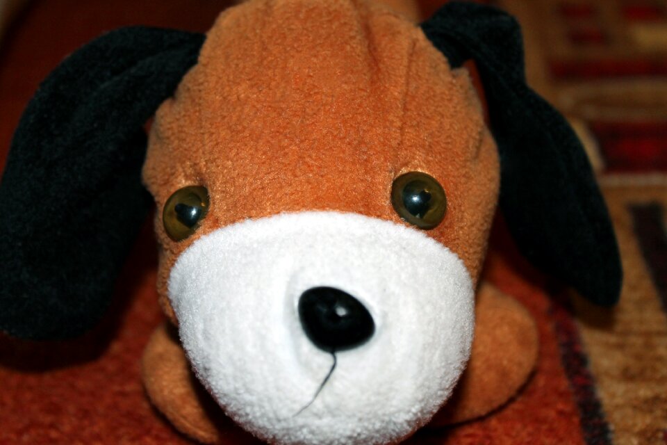 Dog floppy ear niedlig