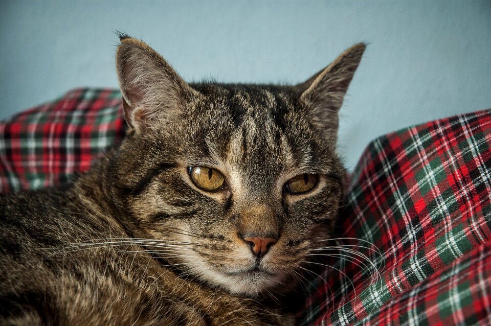 Mieze domestic cat animal